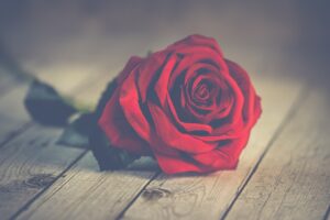 Red rose on wooden surface